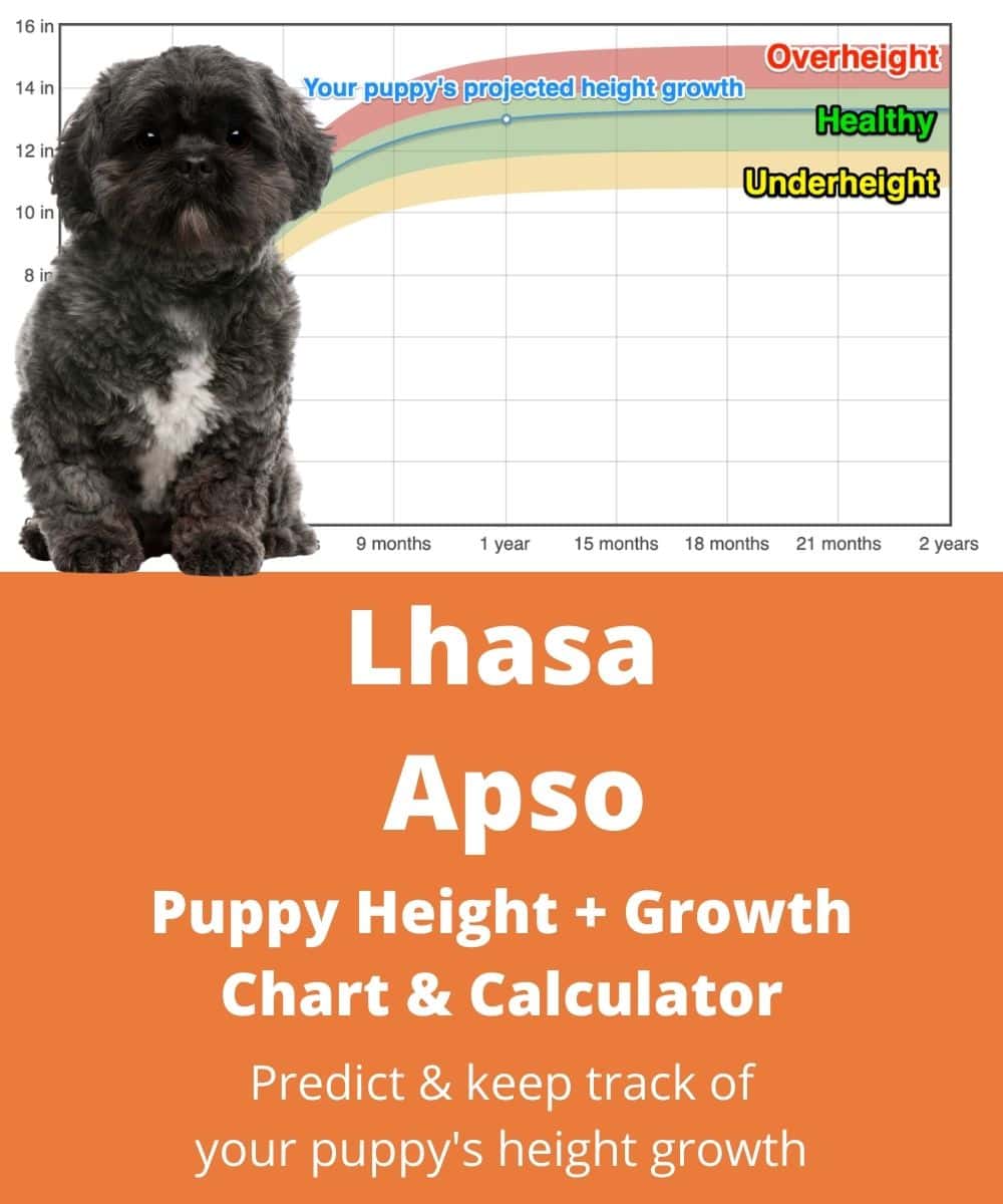 lhasa-apso Puppy height Growth Chart